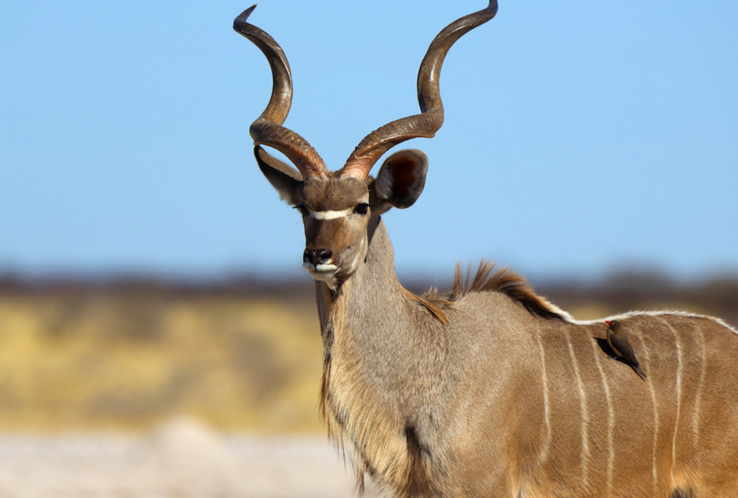 Kudu strap sale